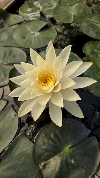 Waterlilly