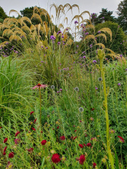 Drought tolerant plants in Moseley