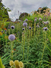Planting for pollinators